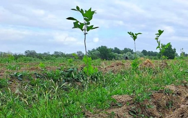 Meşə fondu torpaqlarında 112 mindən çox ağac əkildi