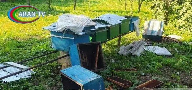 Göygöldə ayılar kəndlərə hücum edib, ekologiya idarəsi hərəkətə keçdi