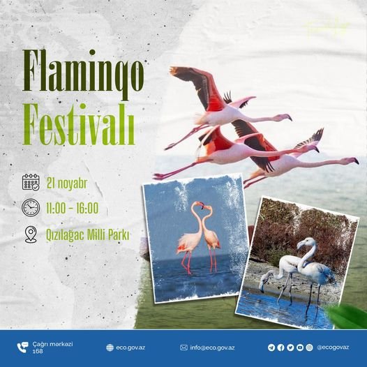 Qızılağac Milli Parkında “Flaminqo Festivalı”  keçiriləcək