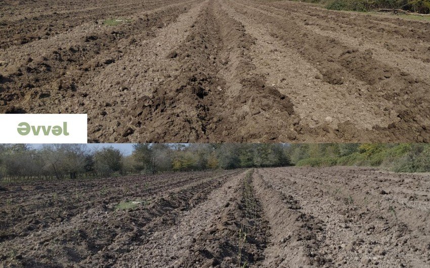Meşə fondu torpaqlarında 430 mindən artıq ağac əkilib/FOTO