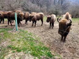 Azərbaycana Almaniyadan daha 10 zubr gətirildi - FOTO
