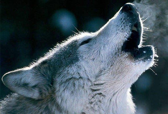 Canavarların ovlanmasına bu səbəbdən rəsmən icazə verilir - AÇIQLAMA