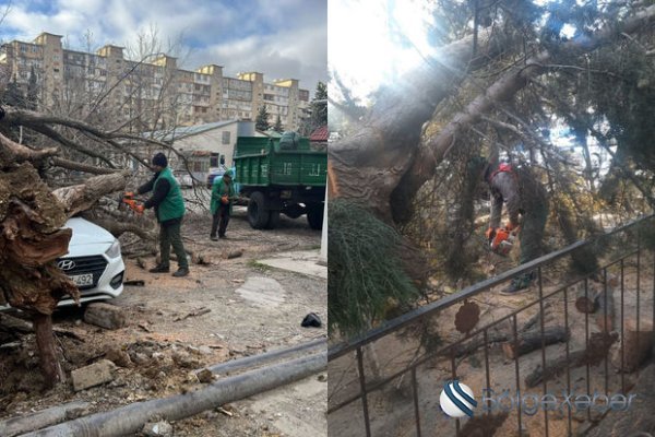 Güclü külək səbəbindən Bakıda 27 ağac aşdı
