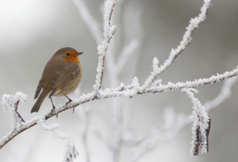Xəbərdarlıq: Havanın temperaturu 5-8° enəcək, sulu qar, qar yağacaq