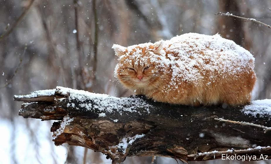 Bu tarixdə Bakıda havanın temperaturu 0°-yə düşəcək, sulu qar yağacaq