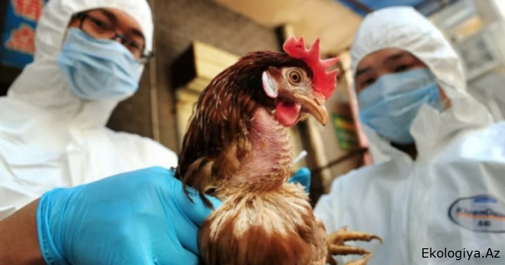 Epidemiya səbəbindən 70 min ev quşu məhv ediləcək - RƏSMİ