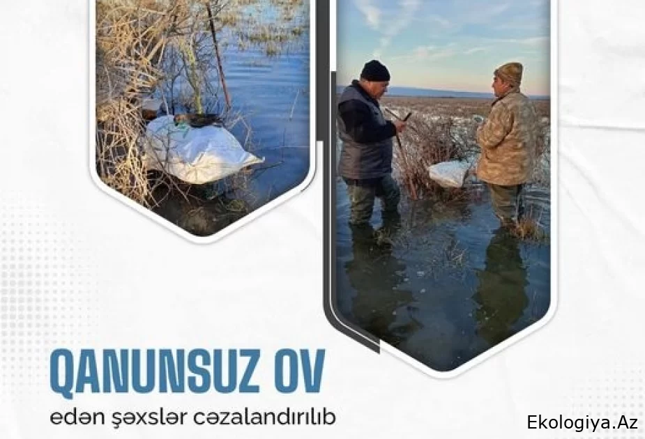 Qanunsuz ov edən şəxslər cəzalandırılıb
