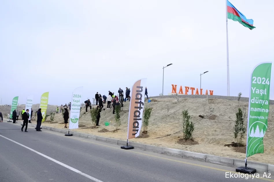 Naftalanda xarici turistlərin də iştirakı ilə ağacəkmə aksiyası keçirilib