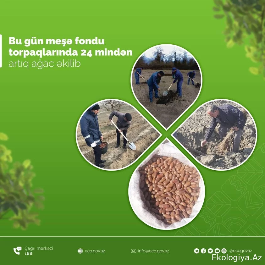 Bu gün meşə fondu torpaqlarında 24 mindən artıq ağac əkilib -  Ramik Əşrəfov