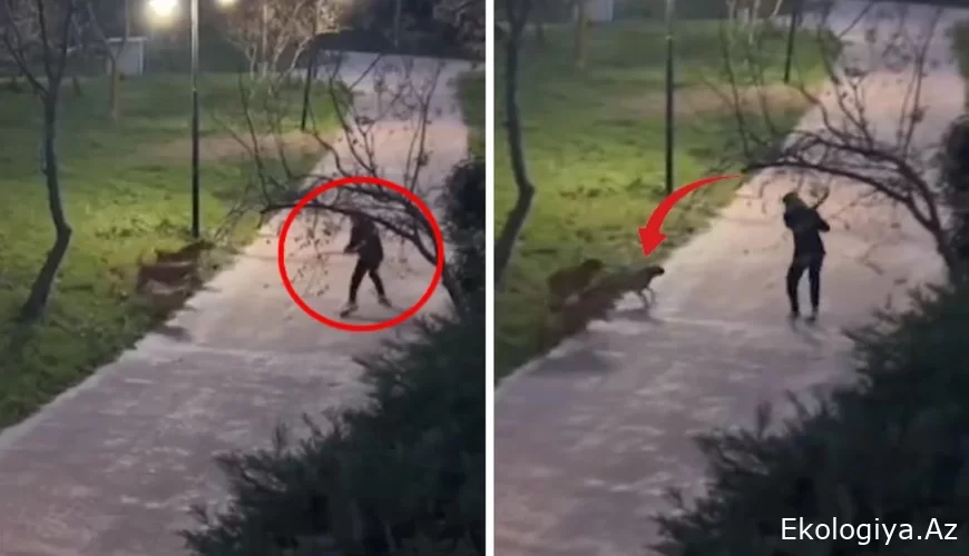 Küçə itləri parkda gəzən gəncə hücum etdi