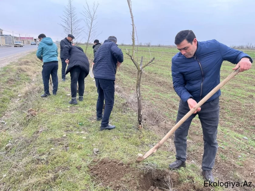 Biləsuvarda ağacəkmə aksiyası keçirilib