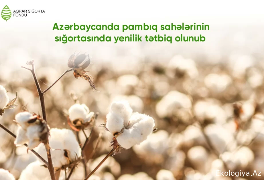 Azərbaycanda bu mövsüm pambıq sahələrinin sığortasında yenilik tətbiq olunub