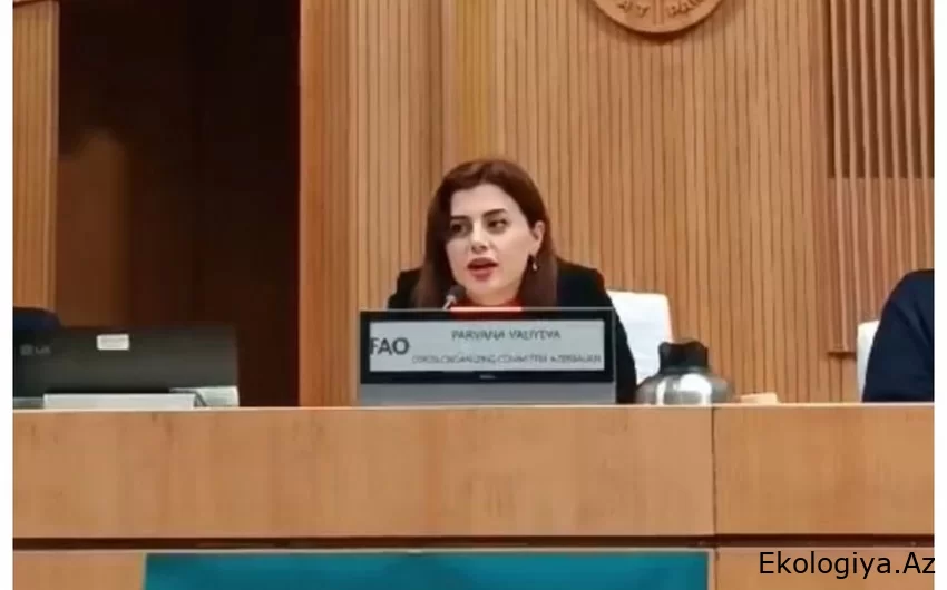 Pərvanə Vəliyeva: Azərbaycan COP29-da ölkələr arasında körpü rolunu oynamaq üçün səy göstərir