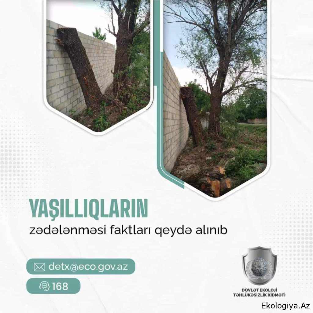 Dövlət Ekoloji Təhlükəsizlik Xidməti bu rayonlarda yaşıllıqların zədələnməsi faktları aşkarlayıb