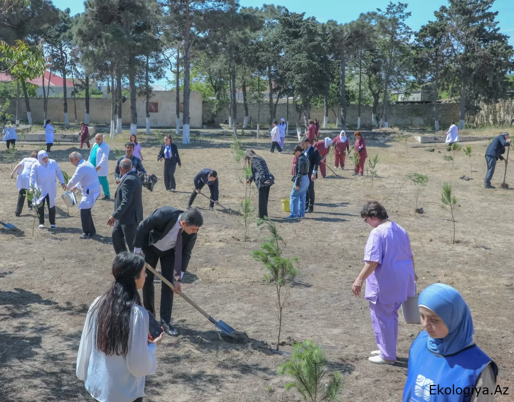 Tibb müəssisələrində “Təbiəti də sağaldaq” adlı ağacəkmə aksiyaları davam etdirilir - FOTO