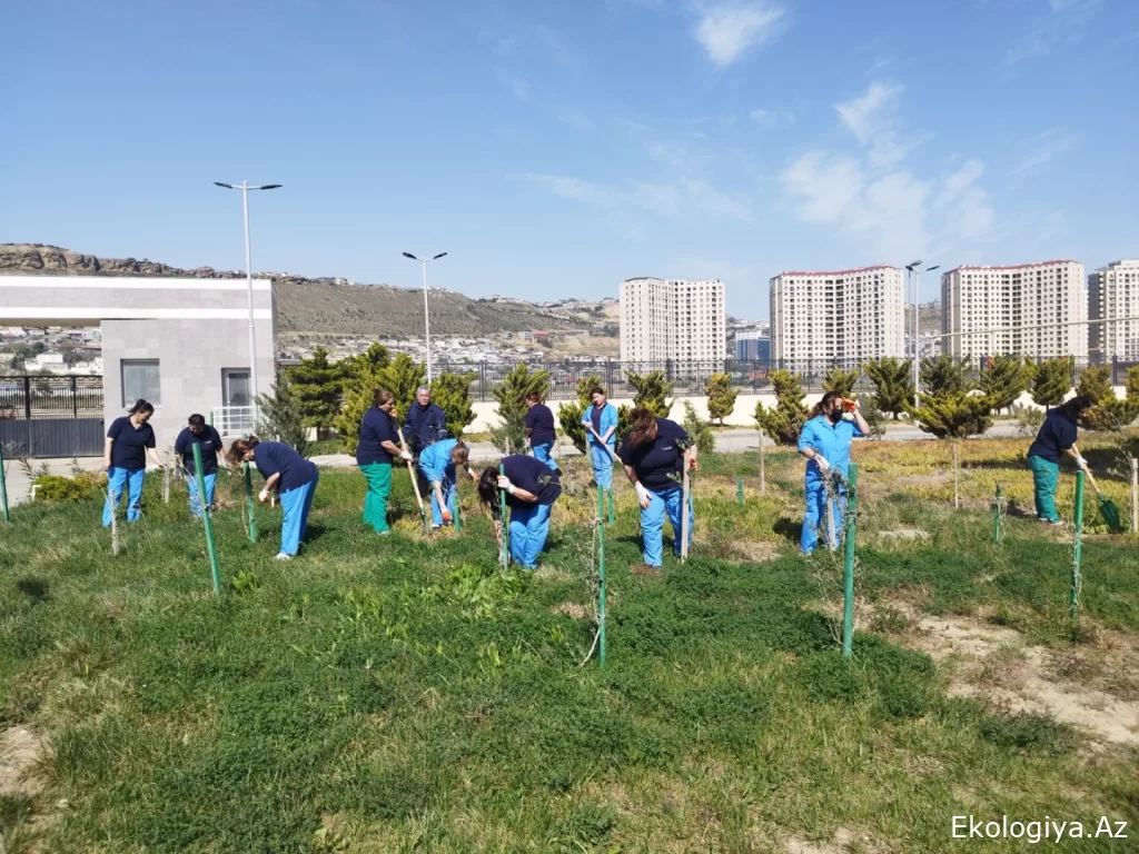 “Yaşıl dünya naminə həmrəylik ili” çərçivəsində SOCAR-ın təşkilatçılığı ilə ağacəkmə aksiyası keçirilib (FOTO)