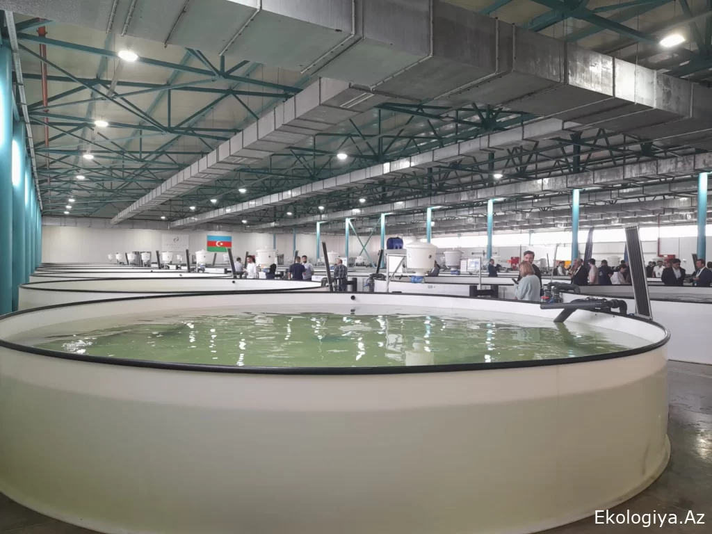 “Azerbaijan Fish Farm” şirkəti Beynəlxalq Biomüxtəliflik Günü münasibətilə Xəzər dənizinə 50 min nərə balığı buraxıb (FOTO)