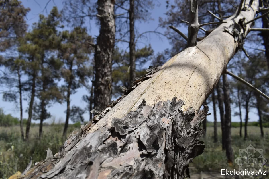 Bakı-Ələt-Qazax avtomobil yolunun 284-cü kilometrliyində qurumuş ağaclar götürüldü bu ərazi də meşə zolağı salındı