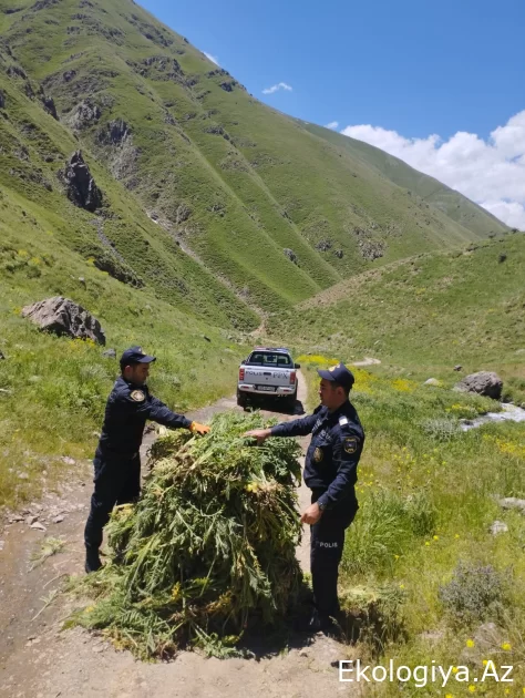 DİN - dən təcili məlumat: Yabanı halda bitən 14 tona yaxın çətənə bitkisi məhv edildi - FOTO