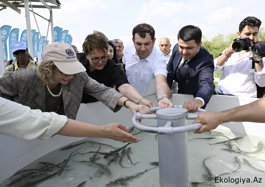 BMT-nin Ətraf Mühit Proqramının nümayəndələri Kür çayına balıq buraxıblar - FOTO