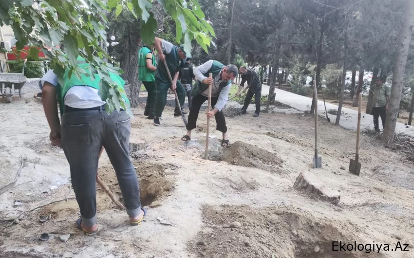Yaşıllaşdırma Təsərrüfat Birliyi: Yasamal rayonundakı parkda sanitar kəsim aparılıb - FOTO