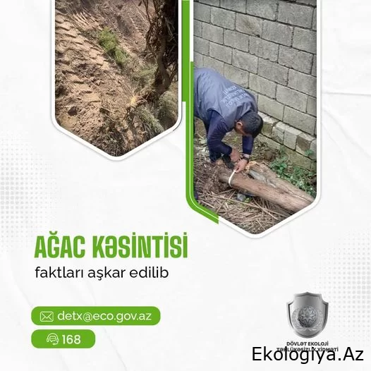 Dövlət Ekoloji Təhlükəsizlik Xidmətinin əməkdaşları ağacların qanunsuz kəsənləri yaxaladı
