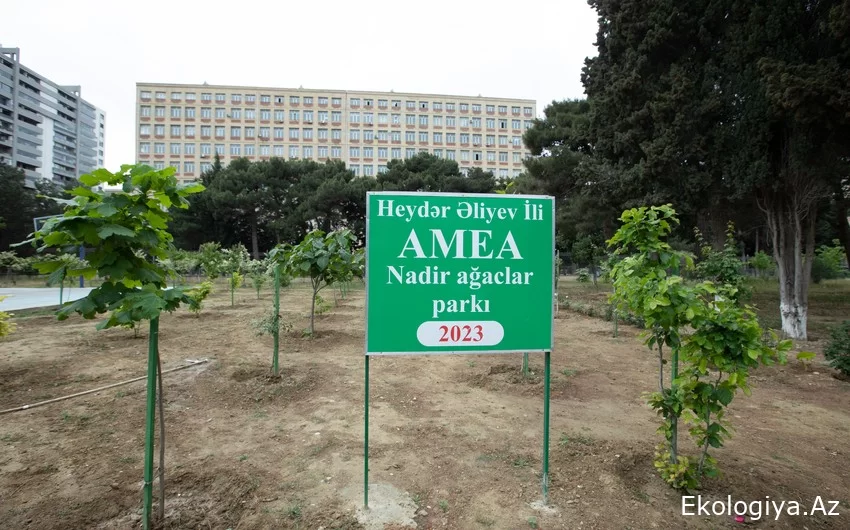 "Qırmızı kitab"a düşən ağaclar Bakıda - Nadir ağaclar parkından - FOTO