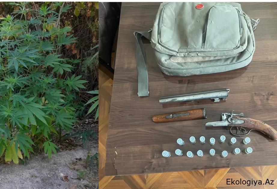 Polis Xızıda əməliyyat keçirdi: Silah-sursat və çətənə kolları aşkarlandı