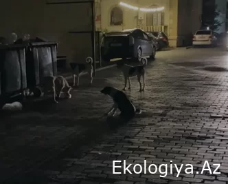 “İtlərin əlindən çölə çıxa bilmirik, həyatımız təhlükədədir” - “AAAF Park” sakinləri dad edir