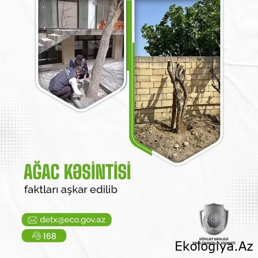 Dövlət Ekoloji Təhlükəsizlik Xidmətinin əməkdaşları ağacların qanunsuz kəsildiyi faktı aşkarladı