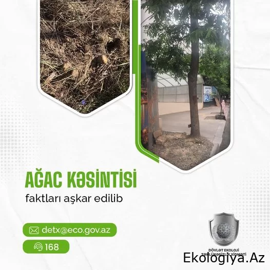 Dövlət Ekoloji Təhlükəsizlik Xidməti Abşeronda ağacların qanunsuz kəsildiyini aşkarlayıb, tədbir gördü