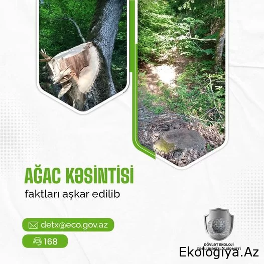 DETX-a, İsmayıllı, Zaqatala və Laçın rayonları ərazisində ağacların qanunsuz kəsildiyi faktlarını aşkarladı