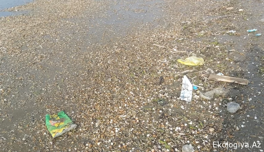 "Pampers, butulka qırıqları, ölmüş balıqlar, şprislər..." - Abşeron çimərliyindən FOTOFAKT