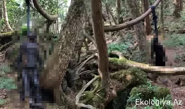 Göygöldə meşədə özlərini asan boşanmış qadının və özündən 11 yaş kiçik sevgilisinin GÖRÜNTÜLƏRİ YAYILDI/VİDEO