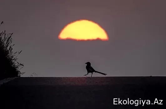 Bu tarixdə Yer Günəşdən maksimum uzaqlaşacaq - Astronom açıqladı