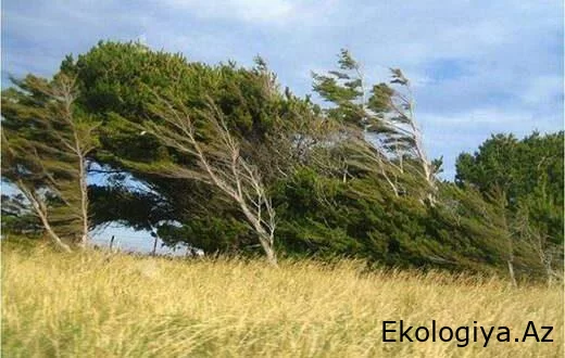 Azərbaycanda küləkli hava ilə bağlı sarı xəbərdarlıq edildi