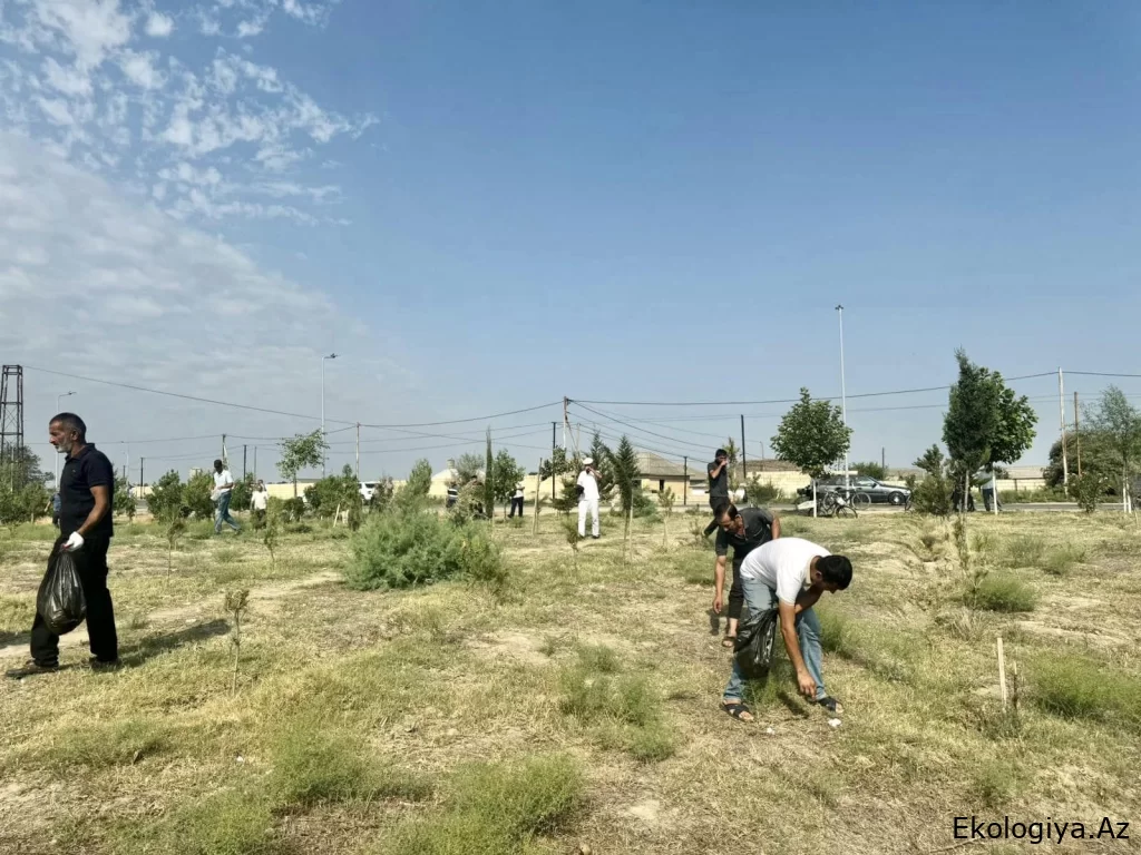Ümumrespublika Təmizlik Marafonu çərçivəsində növbəti aksiyalar keçirilib - FOTO