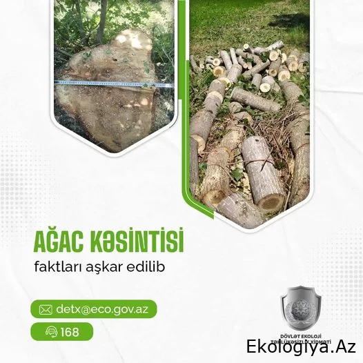 Dövlət Ekoloji Təhlükəsizlik Xidməti bu rayonlarda ağacların qanunsuz kəsilməsi faktları aşkarladı