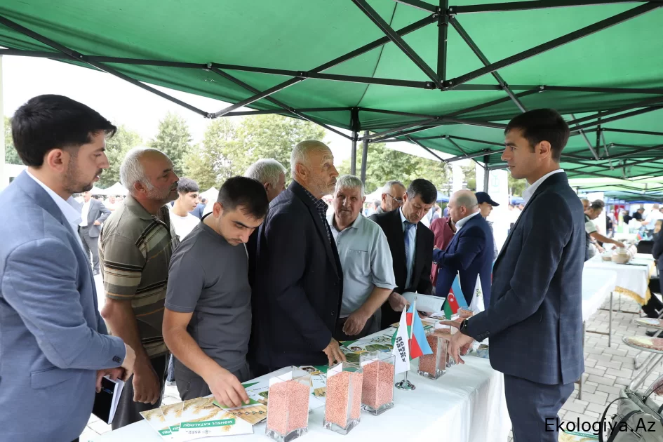 Masallı və Neftçalada növbəti toxum sərgi-satış yarmarkaları keçirilib