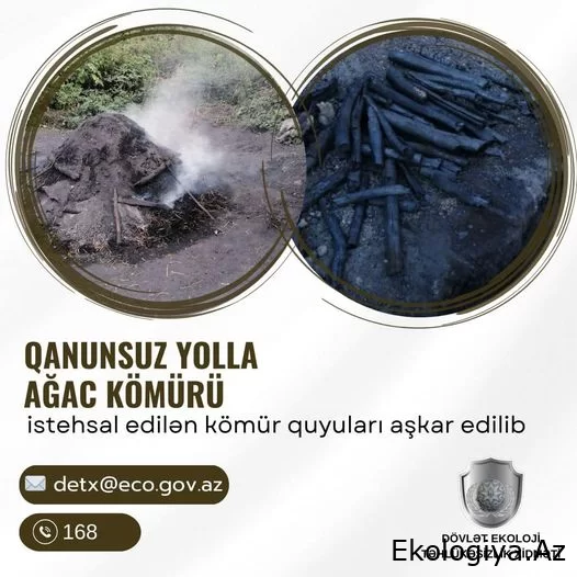 Dövlət Ekoloji Təhlükəsizlik Xidməti qanunsuz yolla ağac kömürü istehsal edilən kömür quyuları aşkarladı