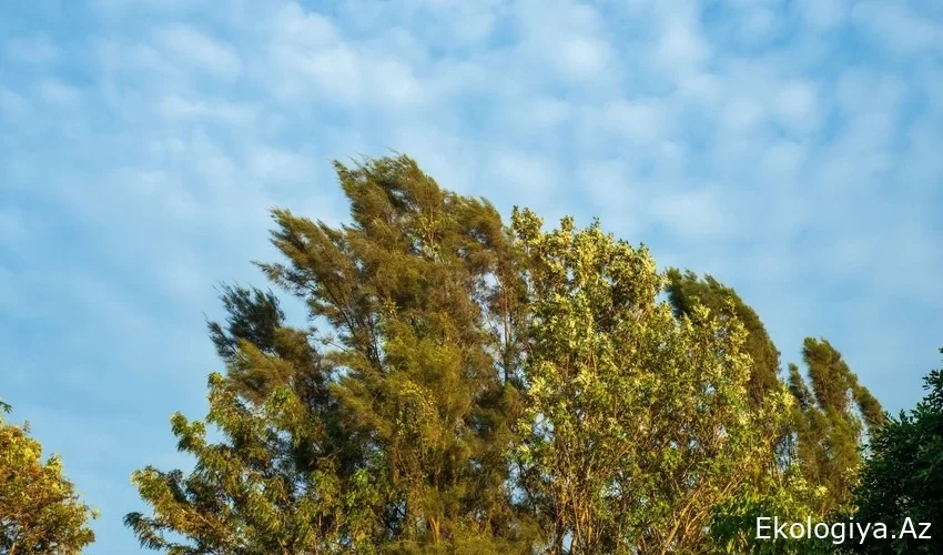 Küləkli hava ilə bağlı - XƏBƏRDARLIQ