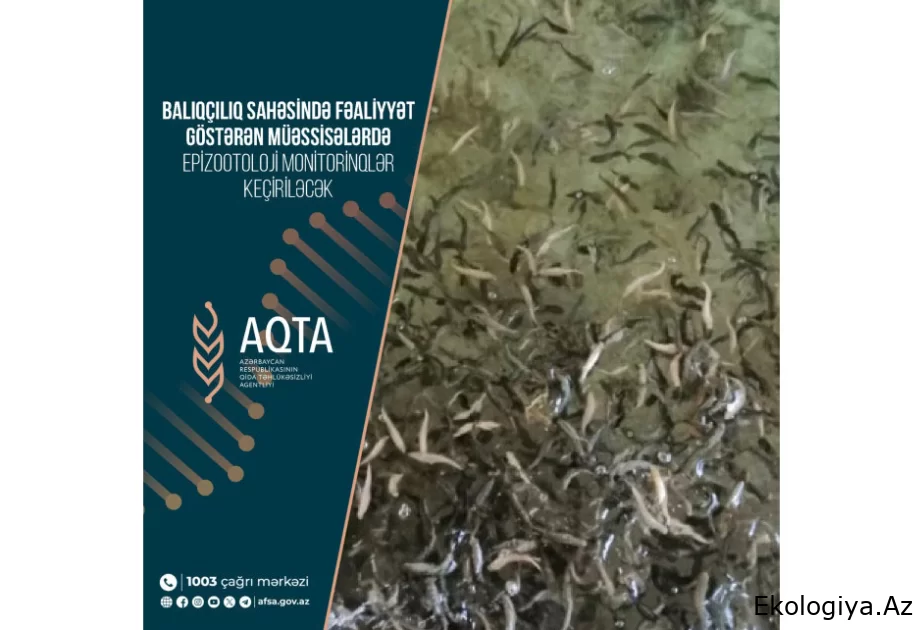 AQTA balıqçılıq sahəsində fəaliyyət göstərən müəssisələrdə epizootoloji monitorinqlər keçirəcək