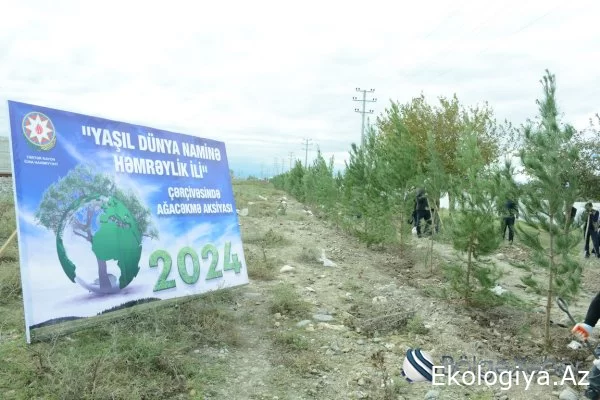 "Yaşıl dünya naminə həmrəylik ili" çərçivəsində Bərdə-Ağdam magistral avtomobil yolunun Poladlı kəndi ərazisində ağacəkmə aksiyası keçirilib