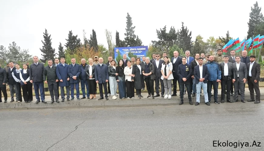Abşeronda silsilə ağacəkmə aksiyaları davam edir - FOTOLAR