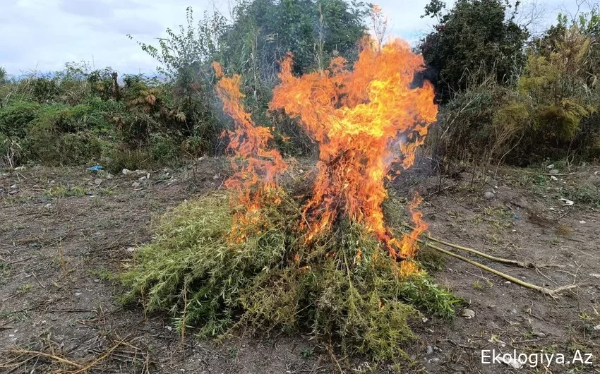 Zəngilanda 1 ton yabanı çətənə bitkisi məhv edilib