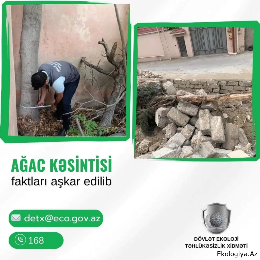 Ağacların qanunsuz kəsilməsi faktı aşkar ounub