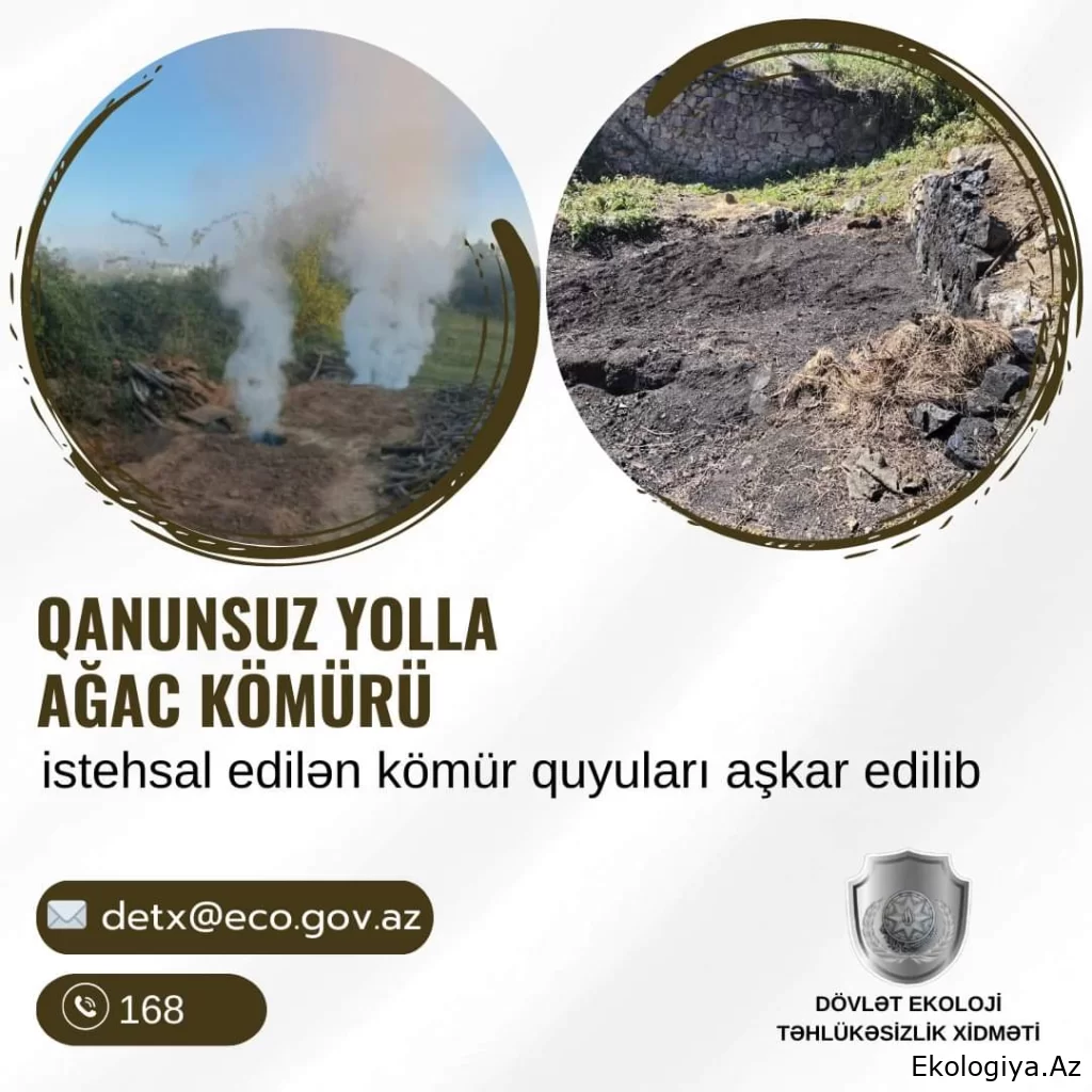 Qanunsuz yolla ağac kömürü istehsal edilən kömür quyuları aşkar olunub