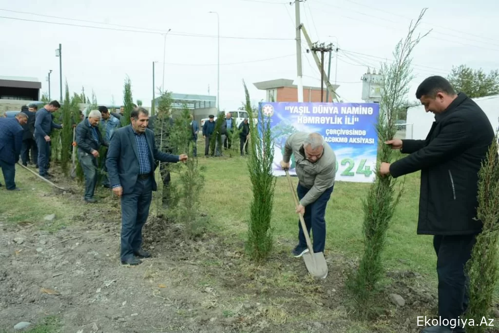 Tərtərdə "Yaşıl dünya naminə həmrəylik ili" çərçivəsində ümumrayon ağacəkmə aksiyası keçirilib - FOTO