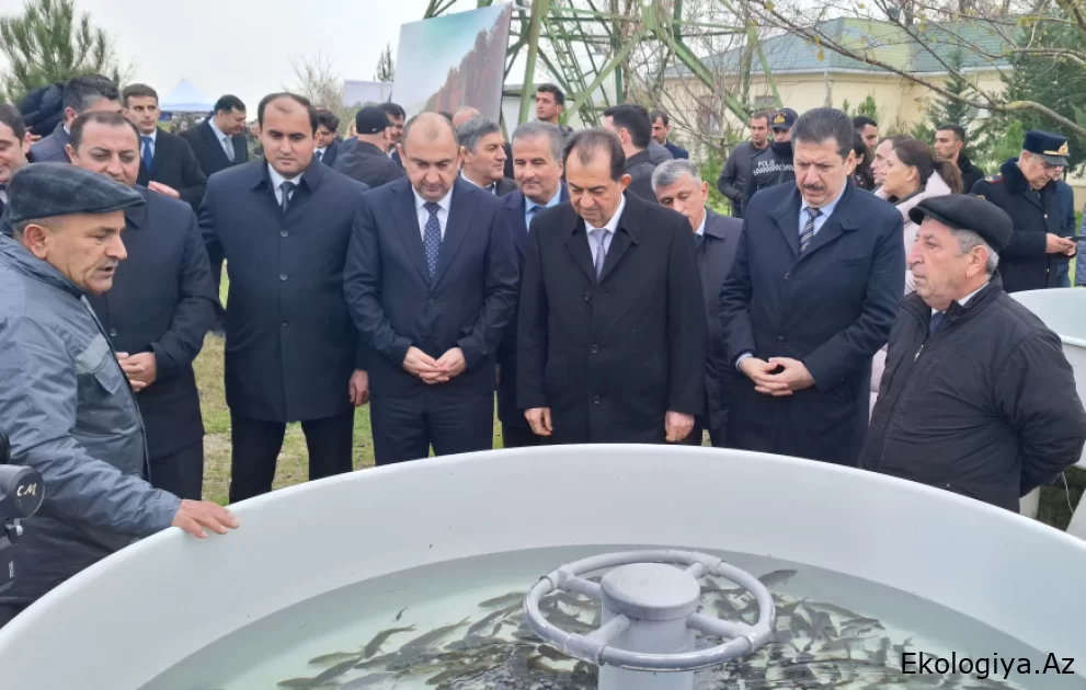 Lənkəranda “Flaminqo festivalı” keçirilib, 200 min balıq körpəsi dənizə buraxılıb  - FOTO