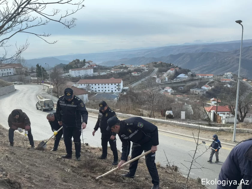 Laçında növbəti ağacəkmə aksiyası keçirilib - FOTO
